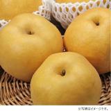 【梨ギフト】千葉県船橋市豊富地区産（JAいちかわ）　新高梨　５ｋｇ（７～９玉入）　ＦＮ５－７－９