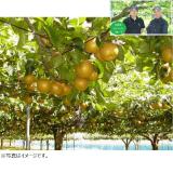 【梨ギフト】千葉県船橋・白井地区産　あきづき梨　５ｋｇ（８～１２玉入）　ＪＡ５－８－９