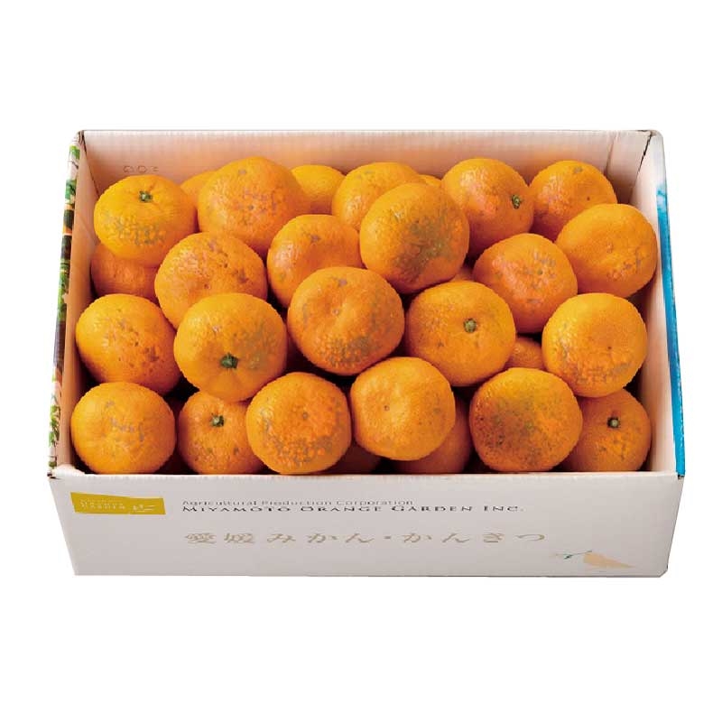 お歳暮】ご自宅向け 愛媛県産 媛凰みかん（5kg）: ギフト