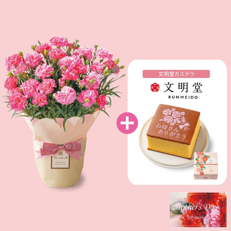 【母の日】「カーネーション鉢植え」＆文明堂 カステラ