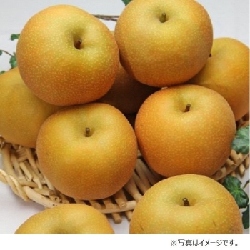 【梨ギフト】埼玉県白岡地区産　幸水梨５ｋｇ　１２～１４個入　ＳＫ５－１２－１４