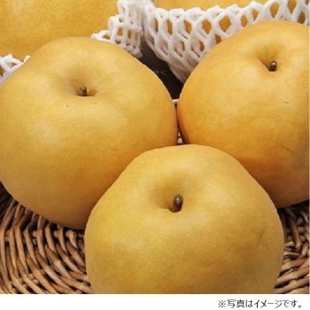 【梨ギフト】千葉県船橋地区産　あきづき５ｋｇ　１０～１４個入　ＦＡ５－１０－１４
