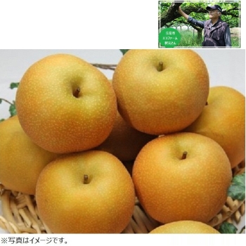 【梨ギフト】千葉県白井地区産　幸水梨５ｋｇ　１２個入　ＥＫ５－１２