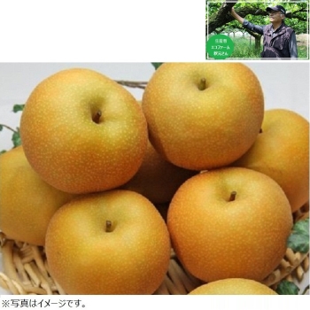 【梨ギフト】千葉県白井地区産　幸水梨５ｋｇ　１４個入　ＥＫ５－１４