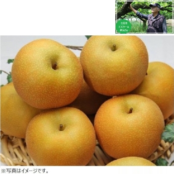 【梨ギフト】千葉県白井地区産　幸水梨５ｋｇ　１６個入　ＥＫ５－１６