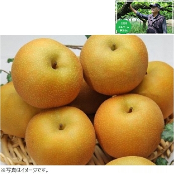 【梨ギフト】千葉県白井地区産　幸水梨５ｋｇ　１８個入　ＥＫ５－１８