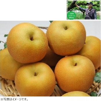 【梨ギフト】千葉県白井地区産　幸水梨３ｋｇ　９個入　ＥＫ３－９
