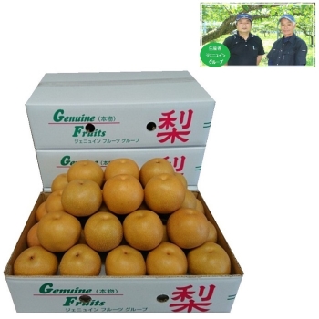 【梨ギフト】千葉県船橋・白井地区産　幸水梨５ｋｇ　１０～１２個入　ＪＫ５－１０－１２