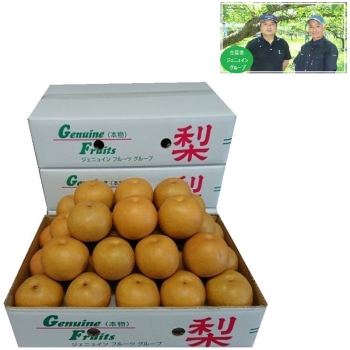 【梨ギフト】千葉県船橋・白井地区産　幸水梨５ｋｇ　１８個入　ＪＫ５－１８