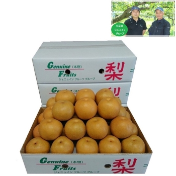 【梨ギフト】千葉県船橋・白井地区産　幸水梨３ｋｇ　８個入　ＪＫ３－８