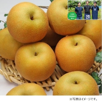 【梨ギフト】市川市大町地区産　幸水梨３ｋｇ　１０個入　ＣＩＫ３－１０