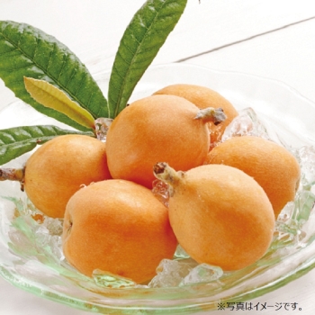 千葉県産 房州びわハウス栽培　４Ｌサイズ　１２個入　ＢＨ－４１２