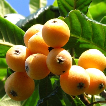 千葉県産 房州びわ露地栽培　２～３Ｌサイズ　１２個入　ＢＲ－３１２