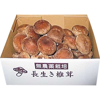 【お歳暮】千葉県佐倉産　佐倉きのこ園の生椎茸（肉厚）ＳＡ－２