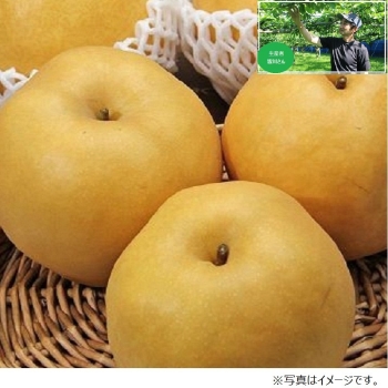 【梨ギフト】千葉県鎌ヶ谷地区産　新高梨３ｋｇ　４～６個入　ＭＮ３－４－６