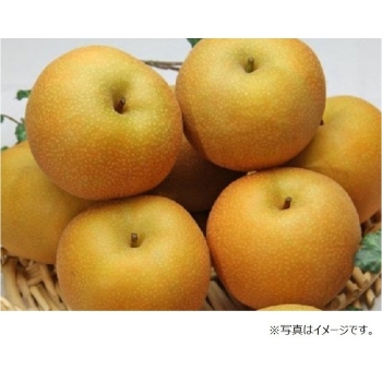【梨ギフト】千葉県四街道地区産　幸水梨３ｋｇ　７～９個入　ＹＫ３－７－９