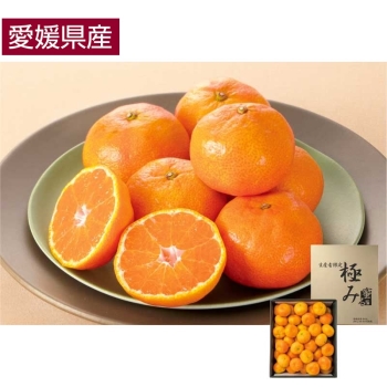 【お歳暮】愛媛県西宇和産「蜜るみかん（極み）」　４ｋｇ（Ｌ・Ｍ）