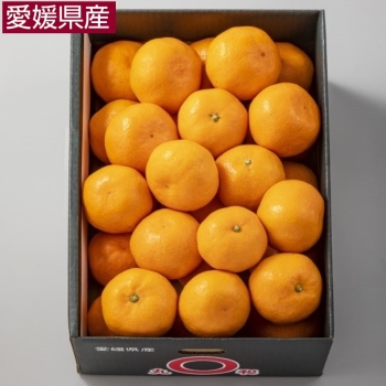 【お歳暮】愛媛県西宇和産「蜜るみかん（極み）」２．５ｋｇ（Ｌ・Ｍ）