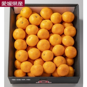 【お歳暮】愛媛県西宇和産「蜜るみかん（極み）」　４ｋｇ（Ｓ）