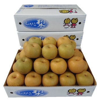 【梨ギフト】千葉県白井地区産　豊水梨５ｋｇ　１０個入　ＣＳＨ５－１０