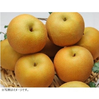 加工用　摘果梨　梱包後 20キロ 加工用 摘果梨 梱包後20キロ 1キロ5〜8玉