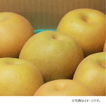 梨　豊水　成木 kousui.jpg