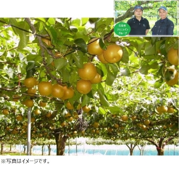 【梨ギフト】千葉県船橋・白井地区産　あきづき梨５ｋｇ　８～１２個入　ＪＡ５－８－９