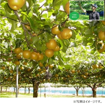 【梨ギフト】千葉県鎌ヶ谷地区産　皆川さんのあきづき梨５ｋｇ　９～１３個入　ＭＡ５－９－１３