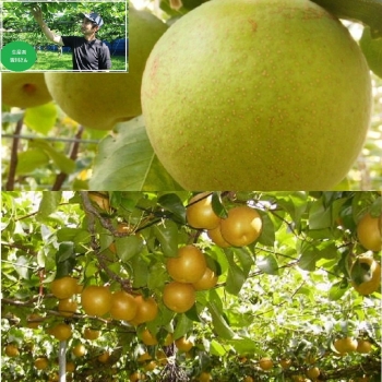【梨ギフト】千葉県鎌ヶ谷地区産　皆川さんのあきづき＆かおり梨５ｋｇ　８個入　ＭＡＫ５－８