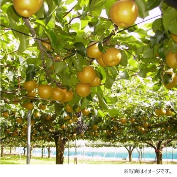 【梨ギフト】千葉県四街道地区産　あきづき梨３ｋｇ　６～８個入　ＹＡ３－６－８