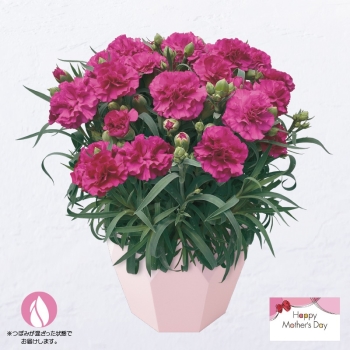 【母の日】カーネーション鉢植え「ムジカ」（５号）