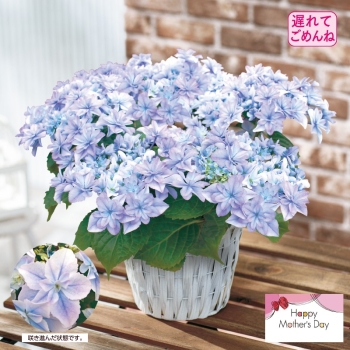 【遅れてごめんね】アジサイ鉢植え「空海」（５号）