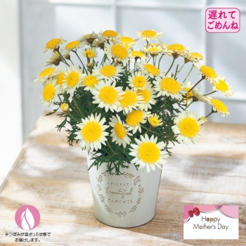 【遅れてごめんね】マーガレット鉢植え「ソレミオ」（５号）