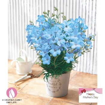 【母の日】デルフィニウム鉢植え「チアライトブルー」（５号）
