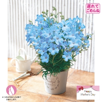 【遅れてごめんね】デルフィニウム鉢植え「チアライトブルー」（５号）