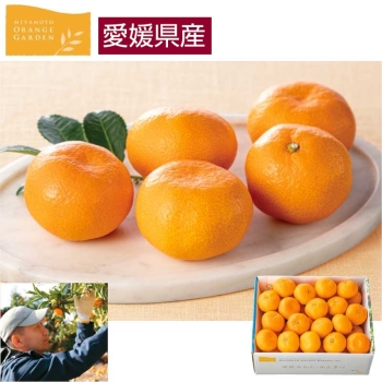 kakonon*❤みかん＊超レア❤超厚手＊極やわ⭐Wボア☆シングルお布団⭐ 楽天市場】カメヤマ「ボンタンアメ」線香 ミニ寸 文旦の香り好物