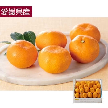 【お歳暮】愛媛県産　宮本さんの媛凰みかん（５ｋｇ）