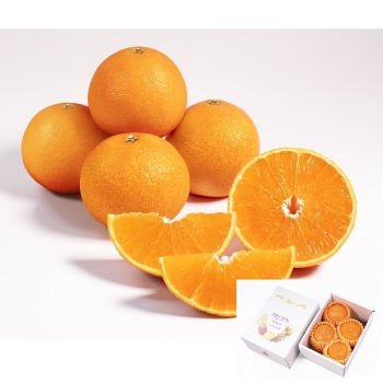 【お歳暮】愛媛県産　紅まどんな（１ｋｇ）