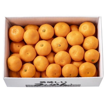 【お歳暮】長崎県産　ちびまるみかん