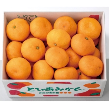 【お歳暮】静岡県浜松市産　とぴあみかん（３ｋｇ）