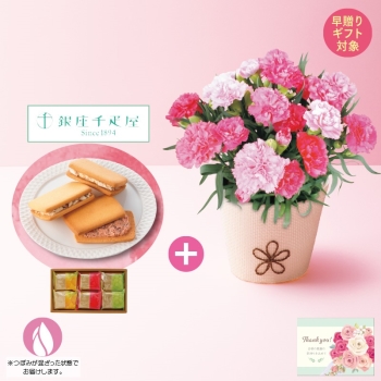 【早贈り】カーネーション（ホットハート）と「銀座千疋屋」銀座フルーツサンド