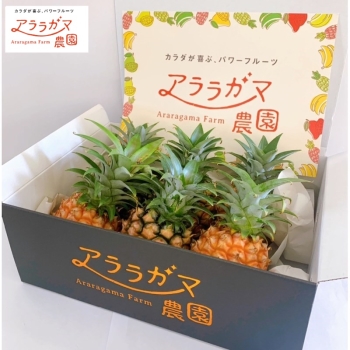 西表島産 アララガマ農園のミニピーチパイン（２ｋｇ）