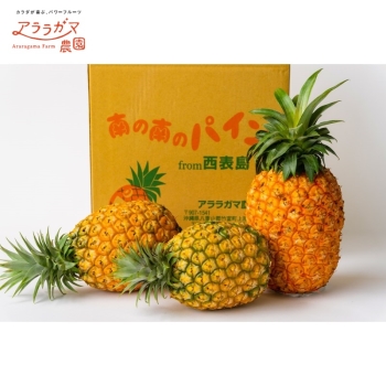 西表島産 アララガマ農園の訳ありゴールドバレル（２．５ｋｇ）