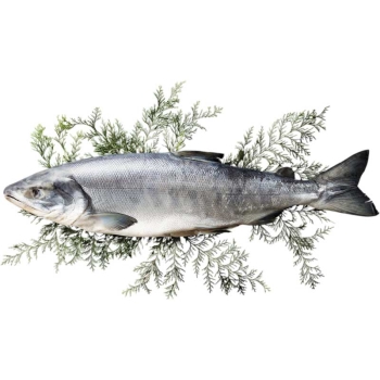 【お歳暮】北海道産新巻鮭（甘塩味）Ｌ－１