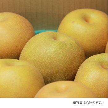 【梨ギフト】埼玉県白岡地区産　豊水梨５ｋｇ　１６個入　ＳＨ５－１６