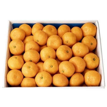 【お歳暮】長崎県産　輝冬みかん１０ｋｇ（Ｍサイズ）