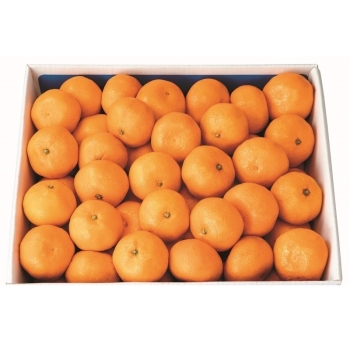 【お歳暮】長崎県産　輝冬みかん１０ｋｇ（Ｓサイズ）