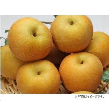 【梨ギフト】千葉県四街道地区産　幸水梨５ｋｇ　１０～１４個入　ＹＫ５－１０－１４
