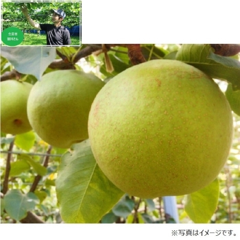 【梨ギフト】千葉県鎌ヶ谷地区産　皆川さんのかおり梨５ｋｇ　４～６個入　ＭＫＡ４－６