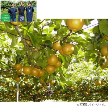 【梨ギフト】市川市大町地区産　あきづき梨３ｋｇ　６～８個入　ＣＩＡ３－６－８